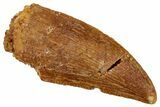 Serrated, Raptor Tooth - Real Dinosaur Tooth #243704-1